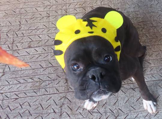 生き物ルーム第53