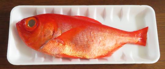 生き物ルーム第53