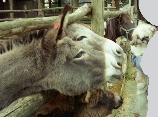 生き物ルーム第53