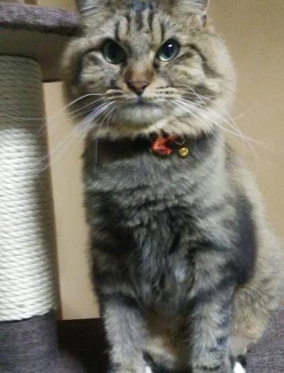 生き物ルーム第54