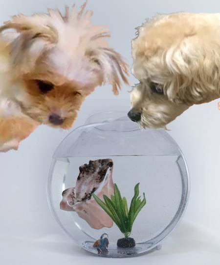 生き物ルーム第53