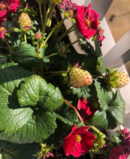 ★ドンキ♡♡ロピア 雑談57★