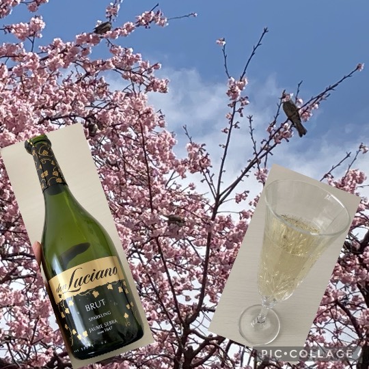 スナック【JINJIN】祝！20号店!!　成人の集いの場♪