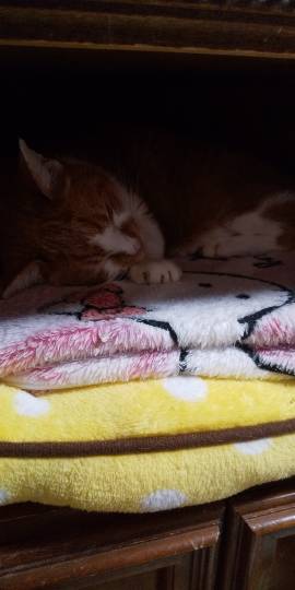 生き物ルーム第54