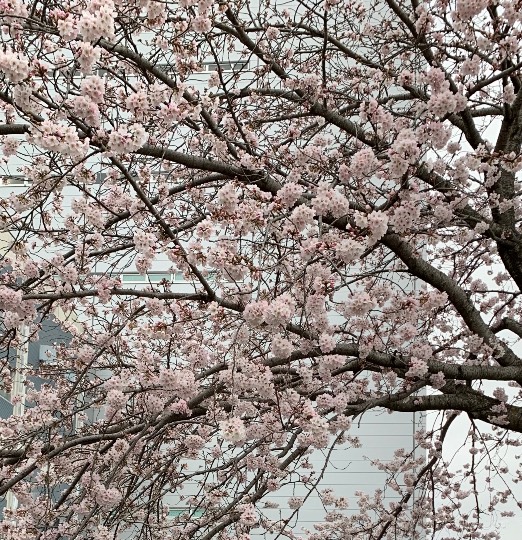 マスク同窓会詰所兼ニューフェイス歓迎所36(夢)