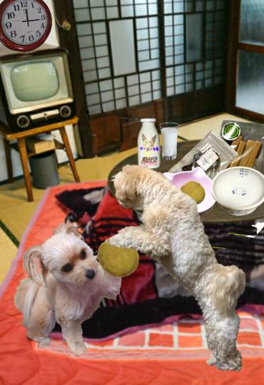 生き物ルーム第54