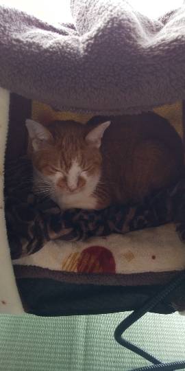 生き物ルーム第54