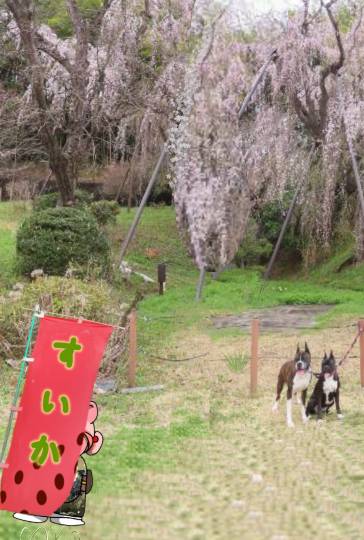 生き物ルーム第55