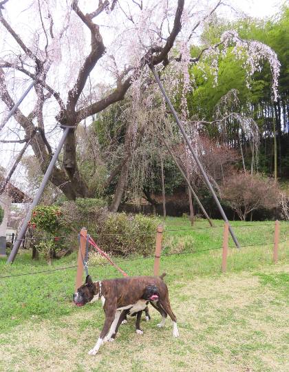 生き物ルーム第55