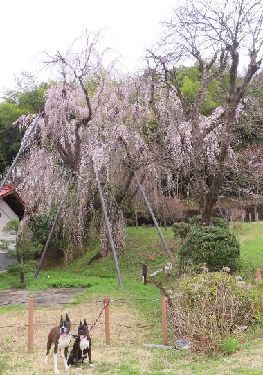生き物ルーム第55