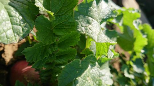 生き物ルーム第54