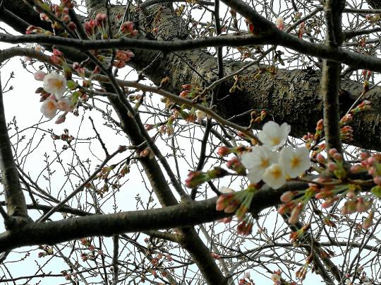 マスク同窓会詰所兼ニューフェイス歓迎所36(夢)