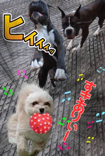 生き物ルーム第54