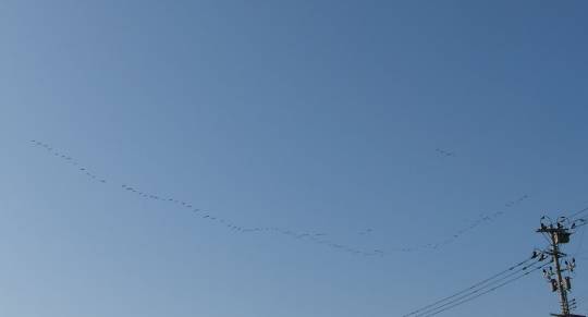 マスク同窓会詰所兼ニューフェイス歓迎所36(夢)