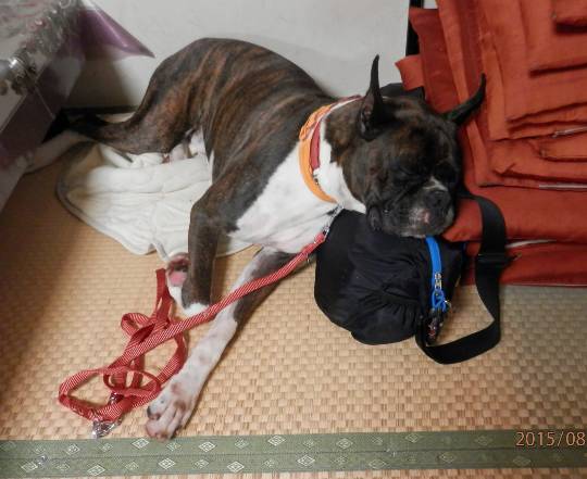 生き物ルーム第54