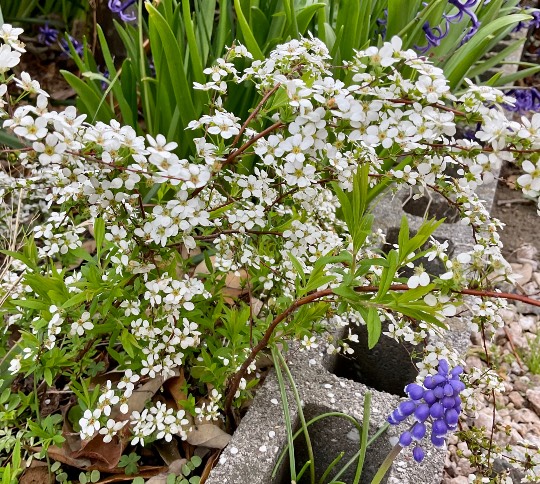 スナック【JINJIN】祝！20号店!!　成人の集いの場♪