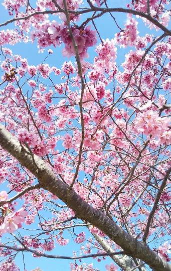 スナック【JINJIN】祝！20号店!!　成人の集いの場♪