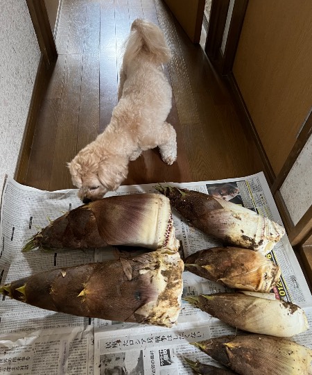 生き物ルーム第55