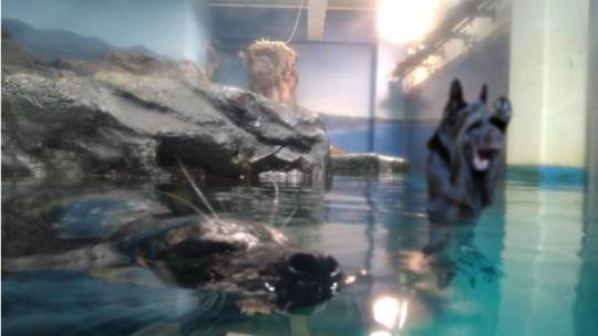 マスク同窓会詰所兼ニューフェイス歓迎所36(夢)