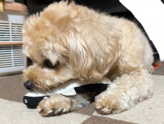 生き物ルーム第55