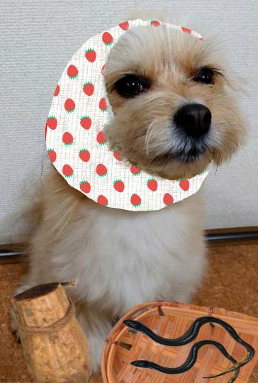 生き物ルーム第55