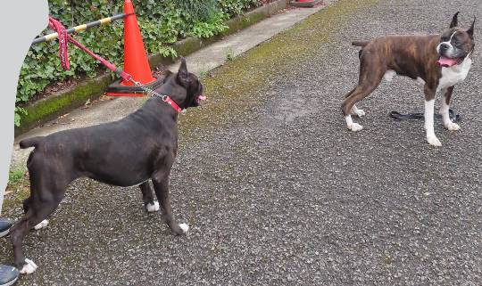 生き物ルーム第55