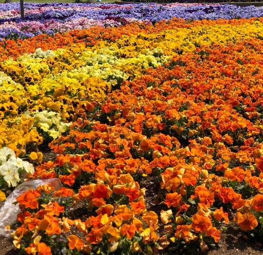 マスク同窓会詰所兼ニューフェイス歓迎所36(夢)