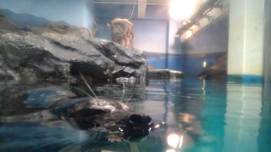 マスク同窓会詰所兼ニューフェイス歓迎所36(夢)