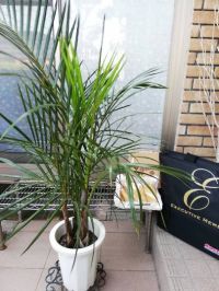 4月19日(火曜日)　中部空港倉庫店｜コーンボカタロールという新しいパン出てま...