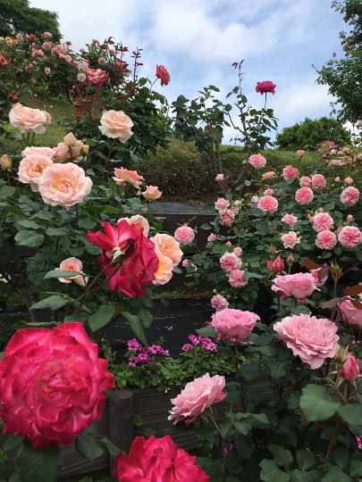 ★ドンキ♡♡ロピア 雑談62★