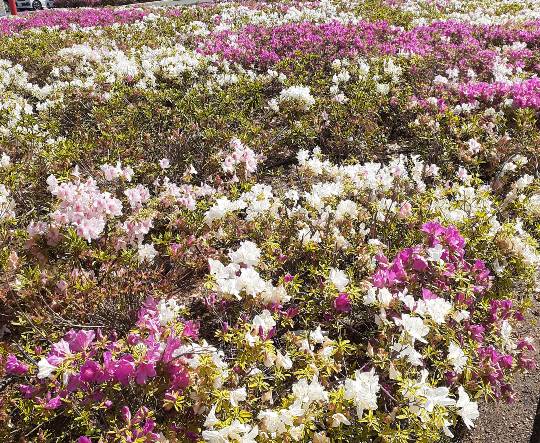 5月2日(月曜日) 和泉倉庫店|教えて下さい。シーブリーズ敷パッド店頭に...