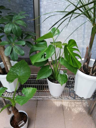 6月12日(日曜日)　中部空港倉庫店｜8時40分オープンしました(^-^)...