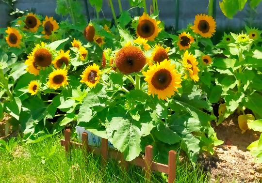 ★ドンキ♡♡ロピア 雑談66★