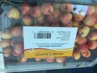 レイニアチェリー2022