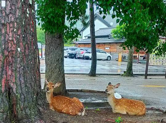 ★ドンキ♡♡ロピア 雑談66★