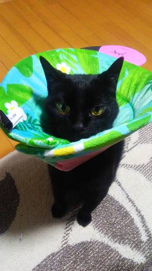 生き物ルーム第59