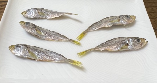 生き物ルーム第59