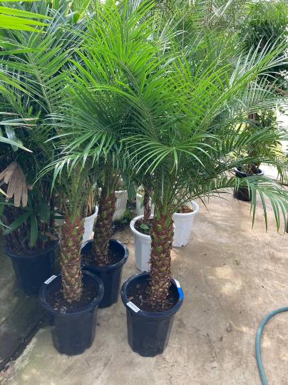 フェニックスロベレニーヤシ欲しいです