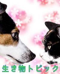 生き物トピック　第60.1(仮)