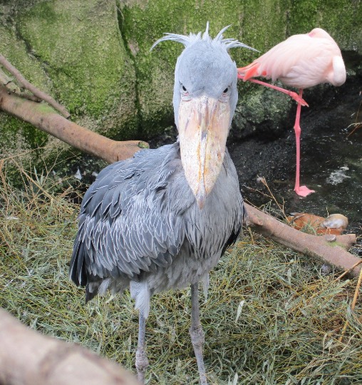 生き物ルーム第60