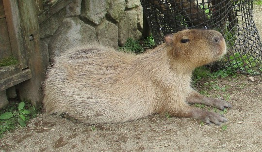 生き物ルーム第60