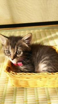 生き物ルーム62