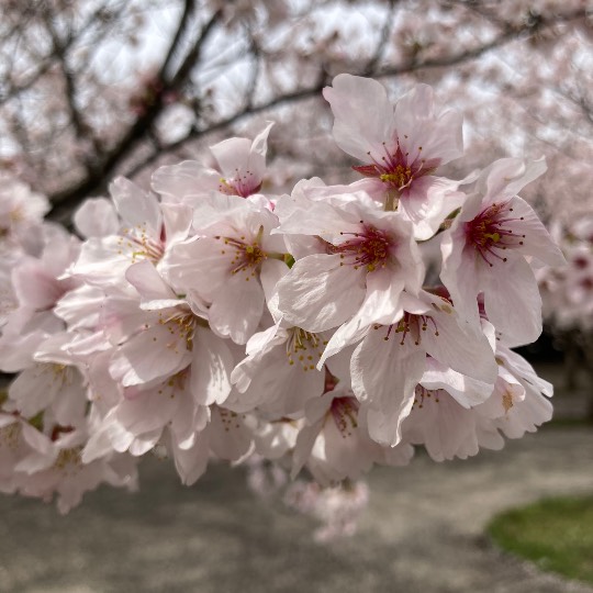 3月27日(月曜日)　幕張倉庫店｜さくら広場でお花見がてら、ちょっとだけコ...