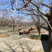 3月16日(木曜日)　幕張倉庫店｜10:00オープン。

FC:
キ...