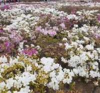 4月24日(月曜日)　和泉倉庫店｜お刺身サーモン100g498円てす！
...