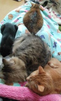 4月21日(金曜日)　広島倉庫店｜クラウンレスパイナップル　498円
味...