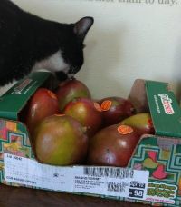 5月17日(水曜日)　広島倉庫店｜・オアオレンジ
・おいしいドーナツ
...