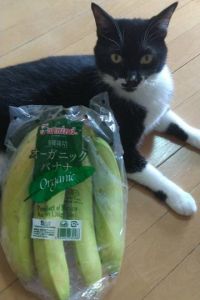 9月28日(木曜日)　広島倉庫店｜オーガニック　バナナ　328円
+マー...