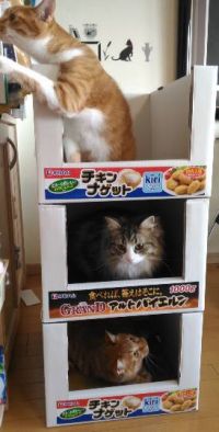 11月10日(金曜日)　岐阜羽島倉庫店｜フランネルラグありますでしょうかー(^_...