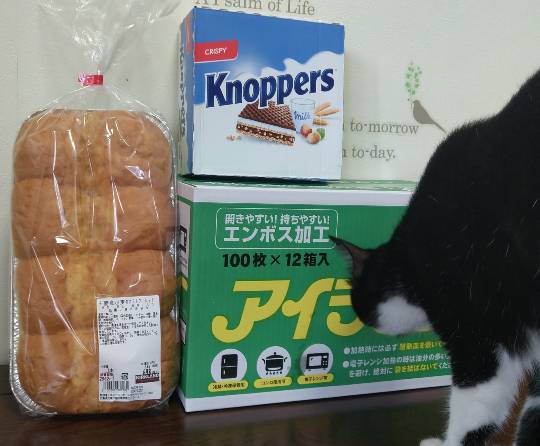 11月28日(火曜日)　広島倉庫店｜オイコス　マンゴー味が入荷していませんか...
